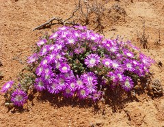 Drosanthemum oculatum