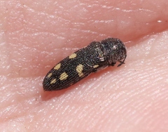 Acmaeoderopsis hassayampae