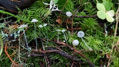 Mycena stylobates