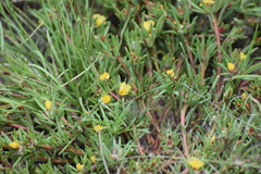 Portulaca mexicana