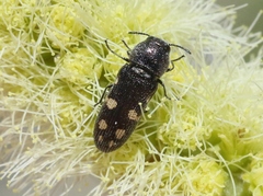Acmaeoderopsis hassayampae