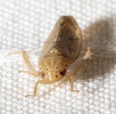 Ponana quadralaba