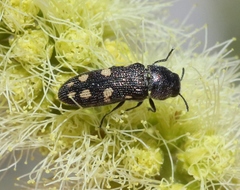 Acmaeoderopsis hassayampae