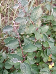 Cotoneaster alaunicus