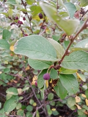 Cotoneaster alaunicus