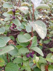 Cotoneaster alaunicus