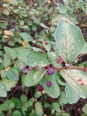 Cotoneaster alaunicus