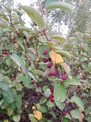 Cotoneaster alaunicus