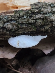 Skeletocutis semipileata