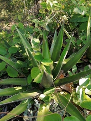 Agave convallis