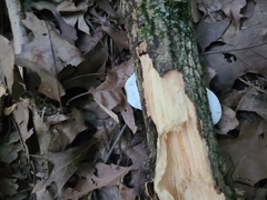 Skeletocutis semipileata