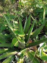Agave convallis