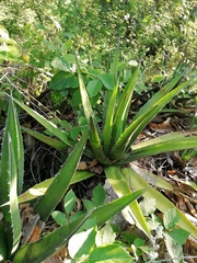 Agave convallis