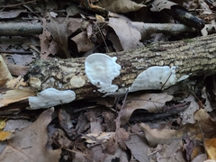 Skeletocutis semipileata