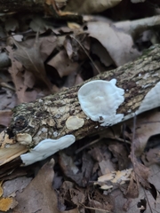 Skeletocutis semipileata