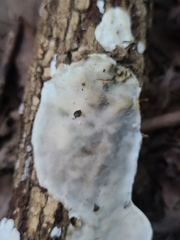 Skeletocutis semipileata