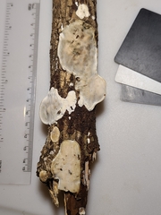 Skeletocutis semipileata