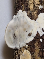 Skeletocutis semipileata