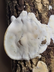 Skeletocutis semipileata