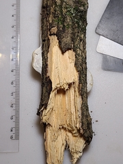 Skeletocutis semipileata