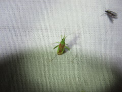 Phytocoris roseotinctus