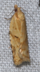 Clepsis therina