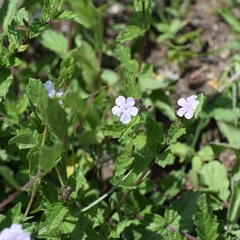 Priva grandiflora
