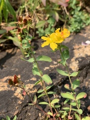 Hypericum formosum