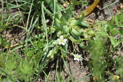 Phemeranthus napiformis