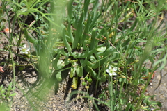 Phemeranthus napiformis