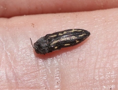 Acmaeodera vulturei