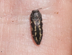 Acmaeodera vulturei