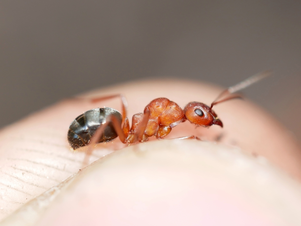 Formica aserva
