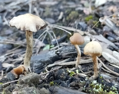 Psilocybe tasmaniana