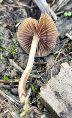 Psilocybe tasmaniana