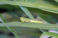 Hieroglyphus tonkinensis