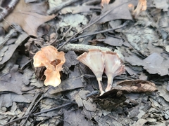 Podoscypha ravenelii