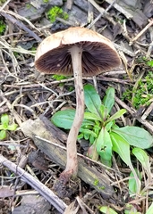 Psilocybe tasmaniana