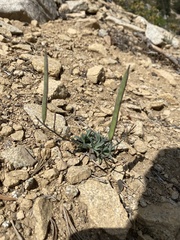 Boechera platysperma