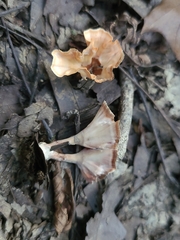 Podoscypha ravenelii