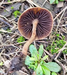 Psilocybe tasmaniana