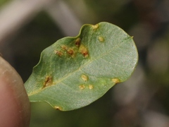 Aceria neocondaliae