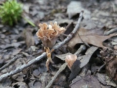 Podoscypha ravenelii