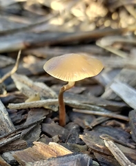 Psilocybe tasmaniana