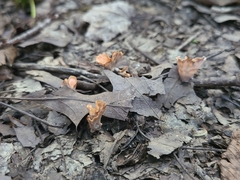 Podoscypha ravenelii