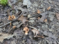 Podoscypha ravenelii