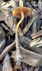 Psilocybe tasmaniana