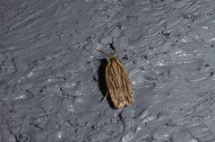 Agonopterix umbellana
