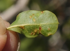 Aceria neocondaliae
