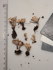 Podoscypha ravenelii